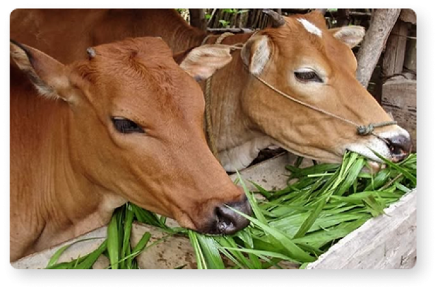 The Protection of Native Cows and Her Heritage                           