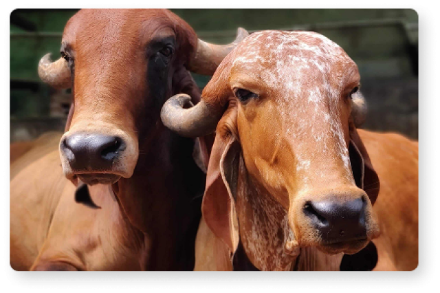 Nutrition is a Cornerstone of Cow Care